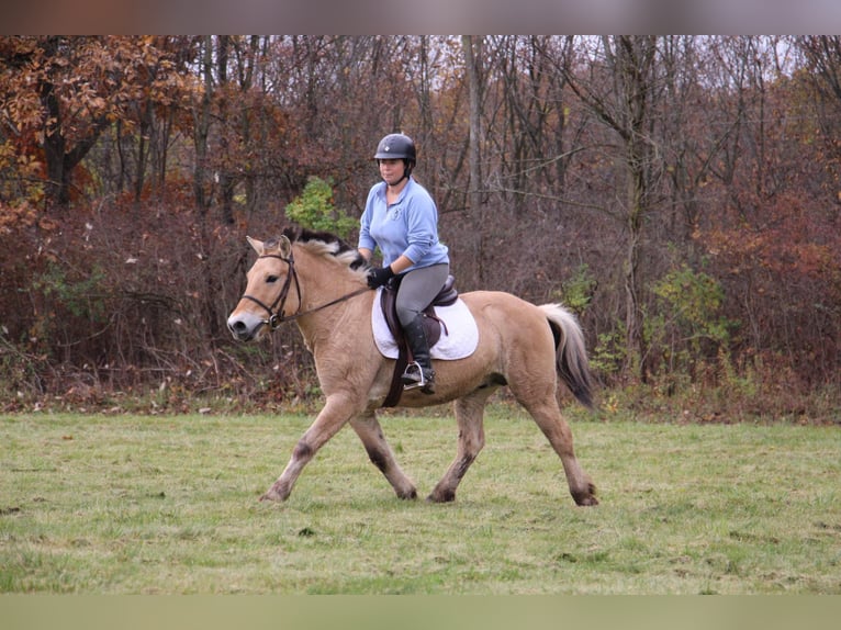 Caballo del fiordo noruego (Fjord) Caballo castrado 6 años 142 cm Palomino in Howell MI