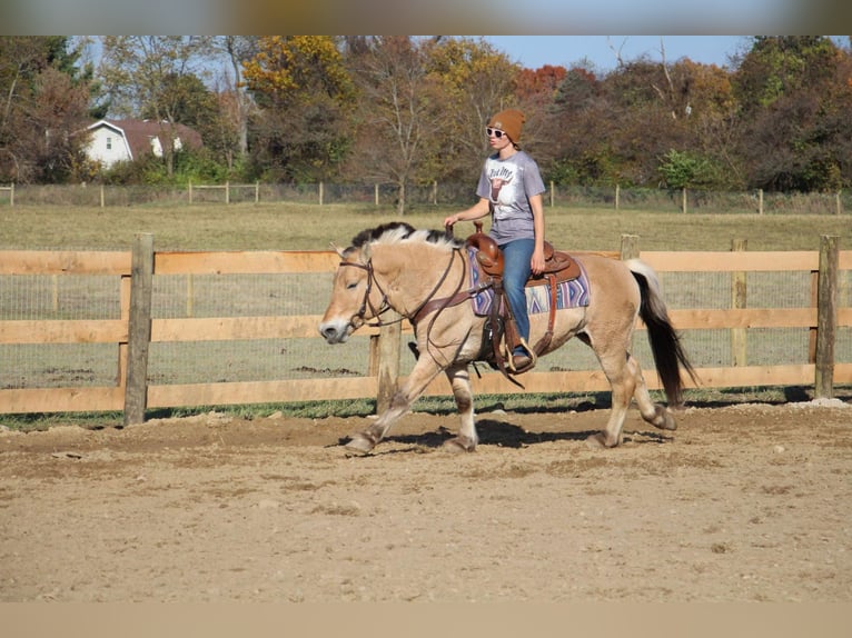 Caballo del fiordo noruego (Fjord) Caballo castrado 6 años 142 cm Palomino in Howell MI