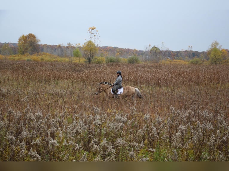 Caballo del fiordo noruego (Fjord) Caballo castrado 6 años 142 cm Palomino in Howell MI