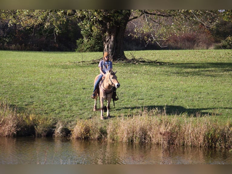 Caballo del fiordo noruego (Fjord) Caballo castrado 6 años 142 cm Palomino in Howell MI