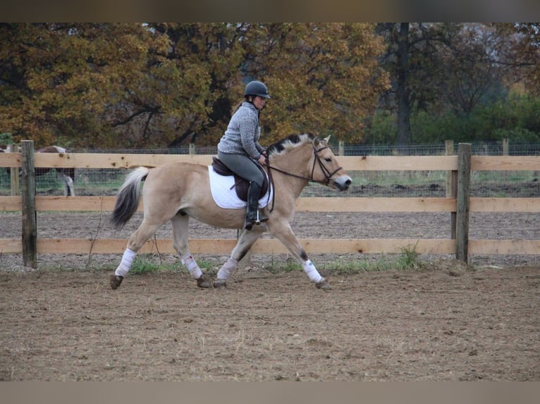 Caballo del fiordo noruego (Fjord) Caballo castrado 6 años 142 cm Palomino in Howell MI