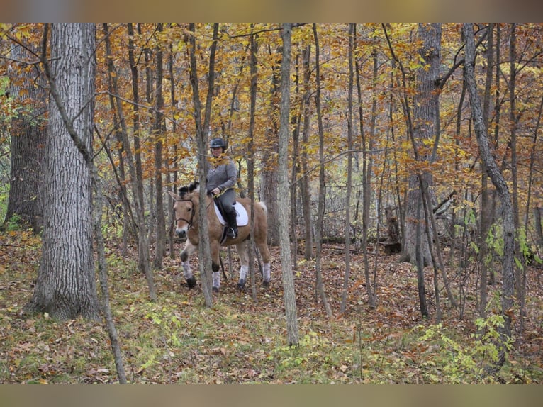 Caballo del fiordo noruego (Fjord) Caballo castrado 6 años 142 cm Palomino in Howell MI