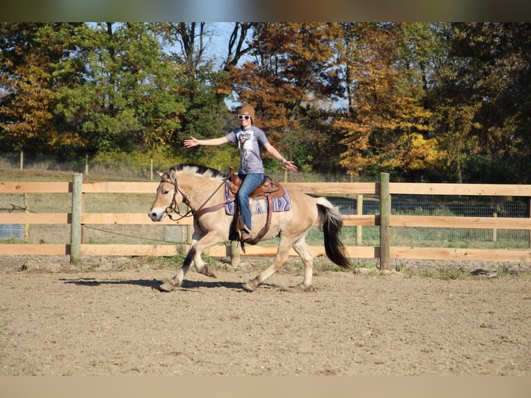 Caballo del fiordo noruego (Fjord) Caballo castrado 6 años 142 cm Palomino in Howell MI