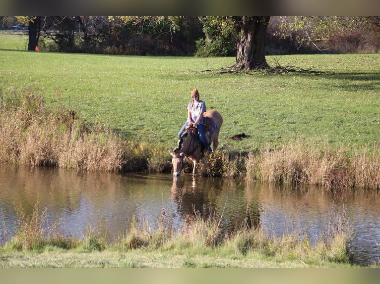 Caballo del fiordo noruego (Fjord) Caballo castrado 6 años 142 cm Palomino in Howell MI