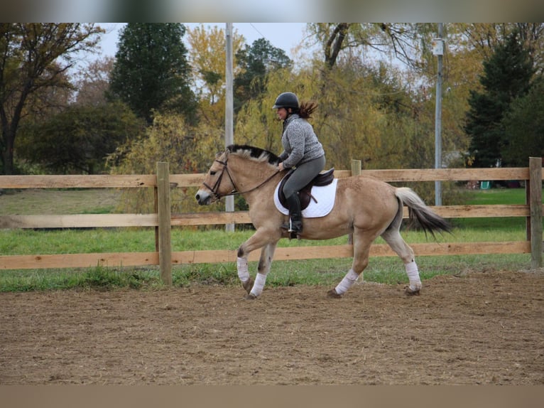 Caballo del fiordo noruego (Fjord) Caballo castrado 6 años 142 cm Palomino in Howell MI