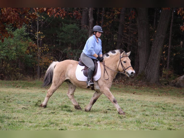 Caballo del fiordo noruego (Fjord) Caballo castrado 6 años 142 cm Palomino in Howell MI