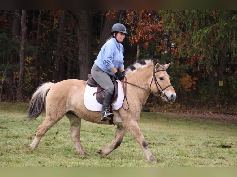 Caballo del fiordo noruego (Fjord) Caballo castrado 6 años 142 cm Palomino in Howell MI