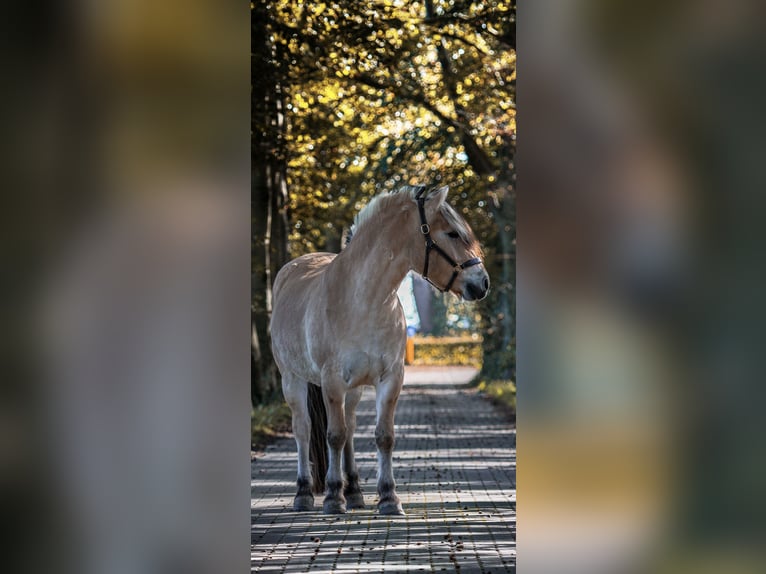 Caballo del fiordo noruego (Fjord) Caballo castrado 6 años 145 cm in Tilburg