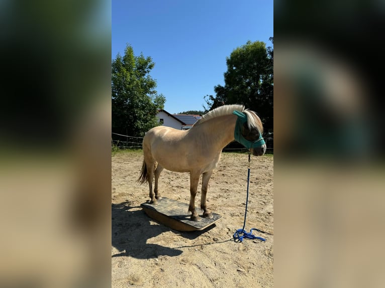 Caballo del fiordo noruego (Fjord) Caballo castrado 6 años 146 cm Bayo in Freising