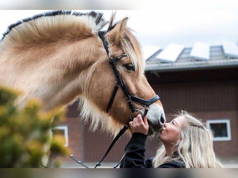 Caballo del fiordo noruego (Fjord) Caballo castrado 6 años 150 cm in Lohmar