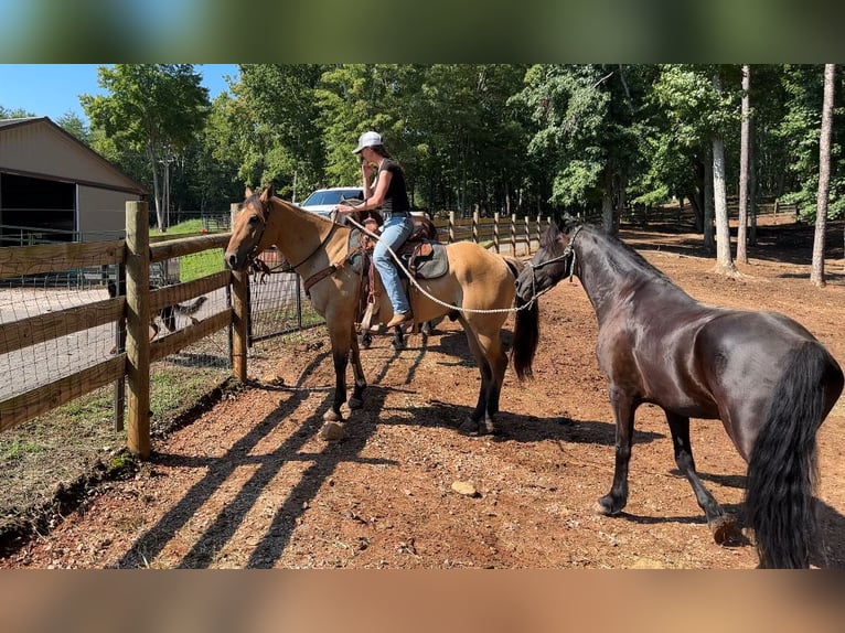 Caballo del fiordo noruego (Fjord) Mestizo Caballo castrado 6 años 157 cm Bayo in Clover, SC