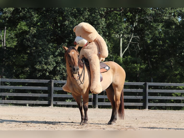 Caballo del fiordo noruego (Fjord) Mestizo Caballo castrado 6 años 157 cm Bayo in Clover, SC