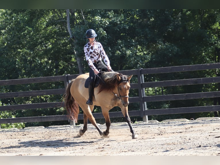 Caballo del fiordo noruego (Fjord) Mestizo Caballo castrado 6 años 157 cm Bayo in Clover, SC