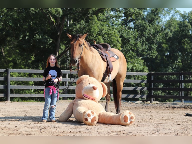 Caballo del fiordo noruego (Fjord) Mestizo Caballo castrado 6 años 157 cm Bayo in Clover, SC