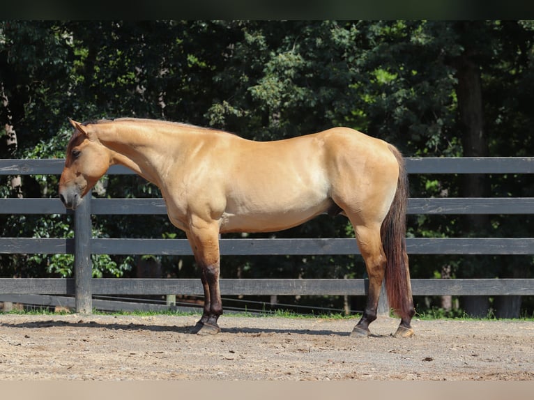 Caballo del fiordo noruego (Fjord) Mestizo Caballo castrado 6 años 157 cm Bayo in Clover, SC