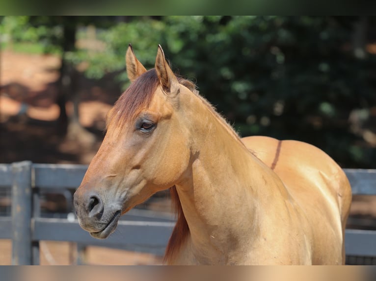 Caballo del fiordo noruego (Fjord) Mestizo Caballo castrado 6 años 157 cm Bayo in Clover, SC