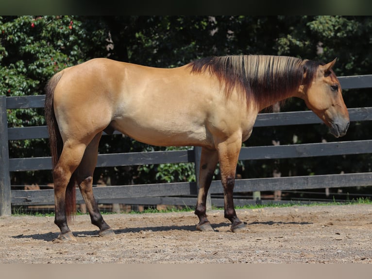 Caballo del fiordo noruego (Fjord) Mestizo Caballo castrado 6 años 157 cm Bayo in Clover, SC