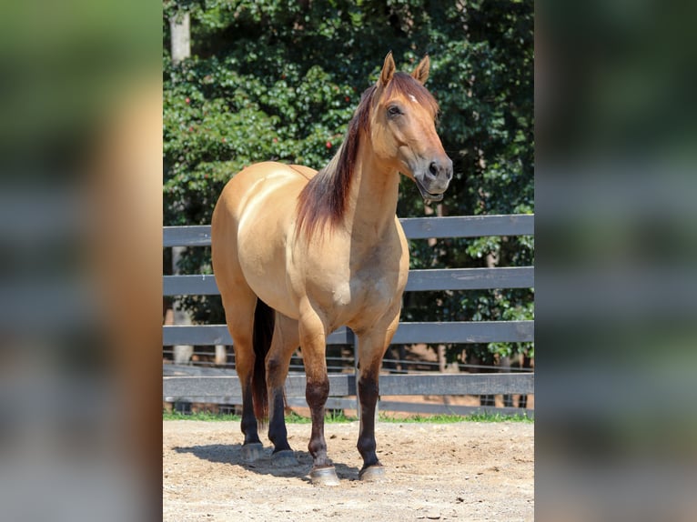 Caballo del fiordo noruego (Fjord) Mestizo Caballo castrado 6 años 157 cm Bayo in Clover, SC