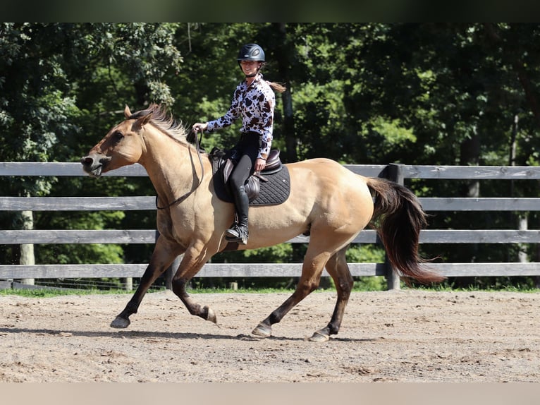 Caballo del fiordo noruego (Fjord) Mestizo Caballo castrado 6 años 157 cm Bayo in Clover, SC