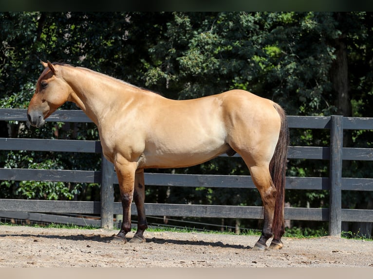 Caballo del fiordo noruego (Fjord) Mestizo Caballo castrado 6 años 157 cm Bayo in Clover, SC