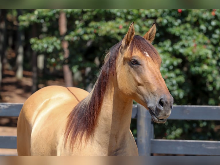 Caballo del fiordo noruego (Fjord) Mestizo Caballo castrado 6 años 157 cm Bayo in Clover, SC