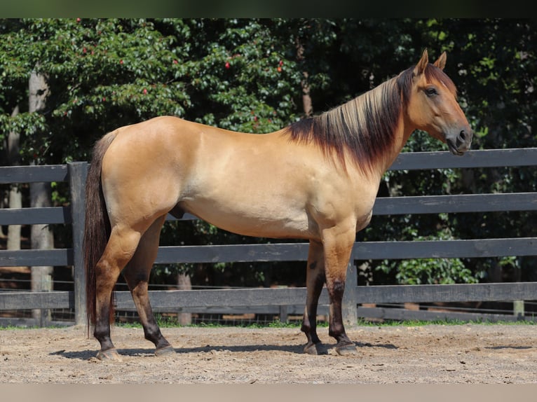 Caballo del fiordo noruego (Fjord) Mestizo Caballo castrado 6 años 157 cm Bayo in Clover, SC