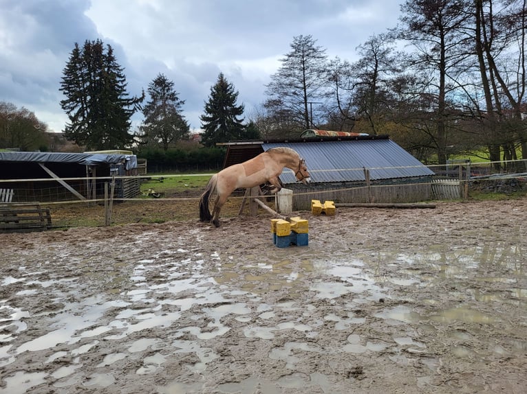 Caballo del fiordo noruego (Fjord) Caballo castrado 7 años 144 cm Bayo in Laubach