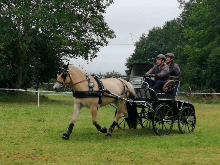 Caballo del fiordo noruego (Fjord) Caballo castrado 7 años 144 cm Bayo in Laubach