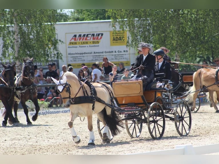 Caballo del fiordo noruego (Fjord) Caballo castrado 7 años 144 cm Bayo in Laubach