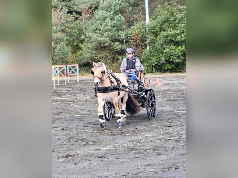 Caballo del fiordo noruego (Fjord) Caballo castrado 7 años 144 cm Bayo in Laubach