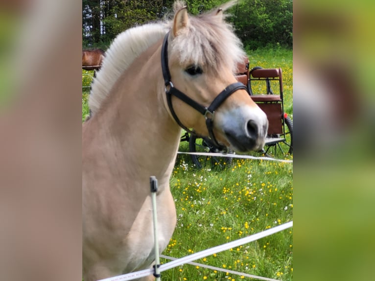 Caballo del fiordo noruego (Fjord) Caballo castrado 7 años 144 cm Bayo in Laubach