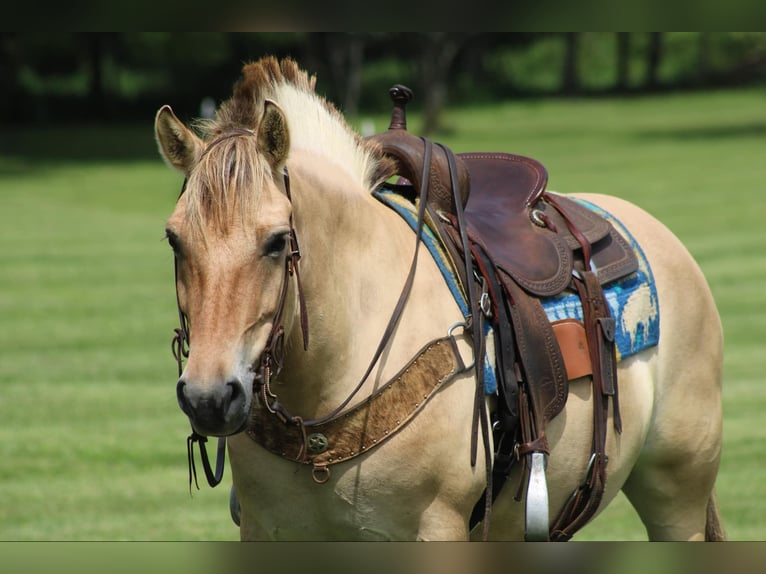 Caballo del fiordo noruego (Fjord) Caballo castrado 7 años 145 cm Buckskin/Bayo in Rineyville KY