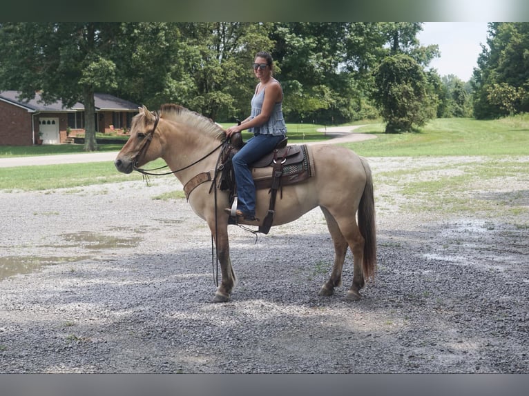 Caballo del fiordo noruego (Fjord) Caballo castrado 7 años 145 cm Buckskin/Bayo in Rineyville KY