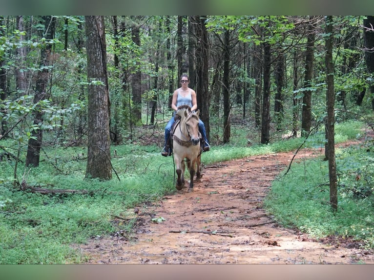 Caballo del fiordo noruego (Fjord) Caballo castrado 7 años 145 cm Buckskin/Bayo in Rineyville KY