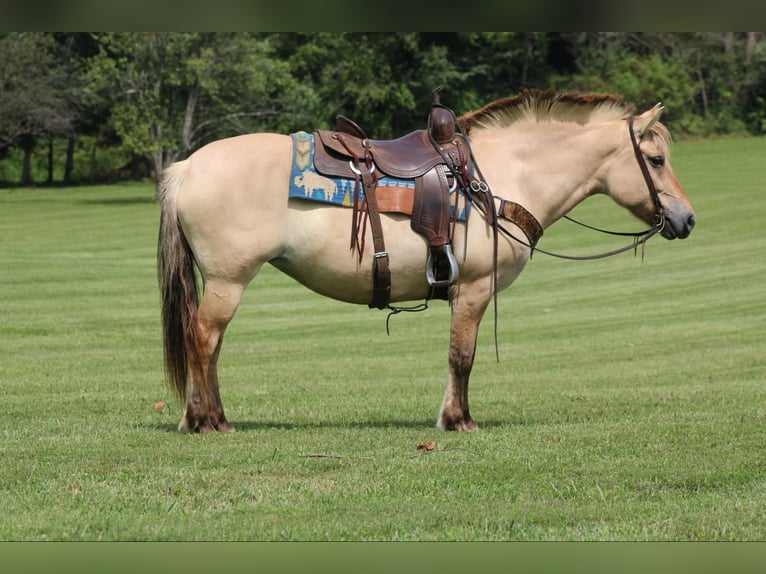 Caballo del fiordo noruego (Fjord) Caballo castrado 7 años 145 cm Buckskin/Bayo in Rineyville KY