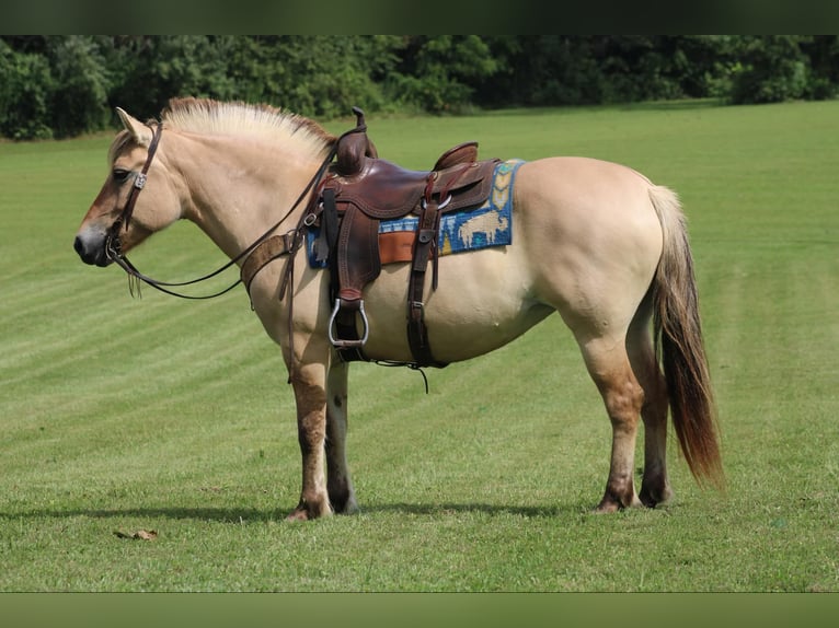 Caballo del fiordo noruego (Fjord) Caballo castrado 7 años 145 cm Buckskin/Bayo in Rineyville KY