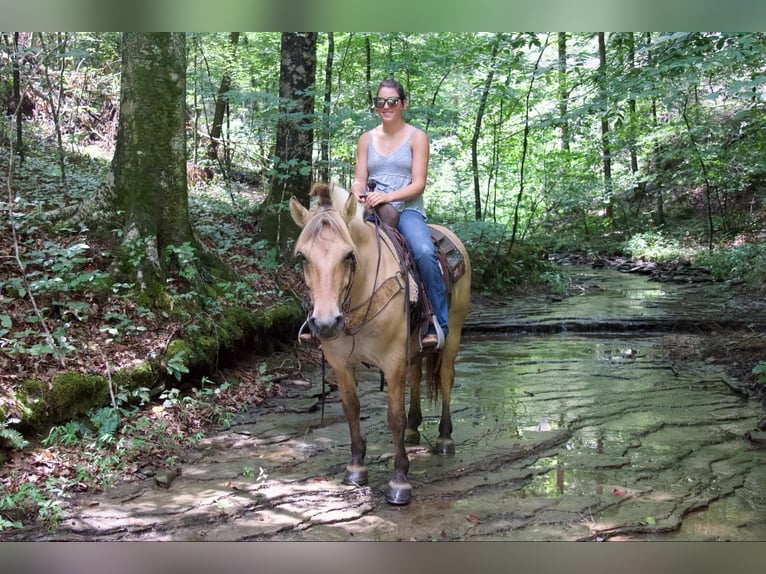 Caballo del fiordo noruego (Fjord) Caballo castrado 7 años 145 cm Buckskin/Bayo in Rineyville KY