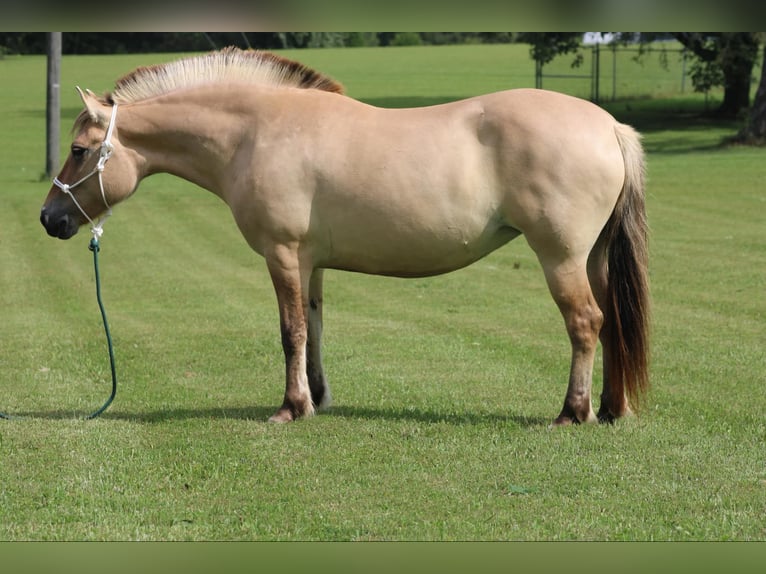 Caballo del fiordo noruego (Fjord) Caballo castrado 7 años 145 cm Buckskin/Bayo in Rineyville KY