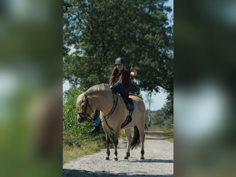 Caballo del fiordo noruego (Fjord) Caballo castrado 8 años 144 cm Dunalino (Cervuno x Palomino) in Nijverdal