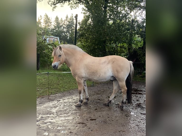 Caballo del fiordo noruego (Fjord) Caballo castrado 8 años 144 cm Dunalino (Cervuno x Palomino) in Nijverdal