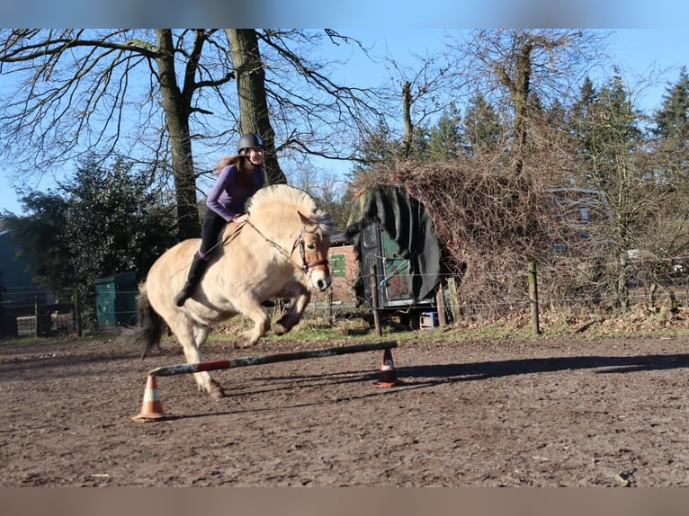 Caballo del fiordo noruego (Fjord) Caballo castrado 8 años 144 cm Dunalino (Cervuno x Palomino) in Nijverdal