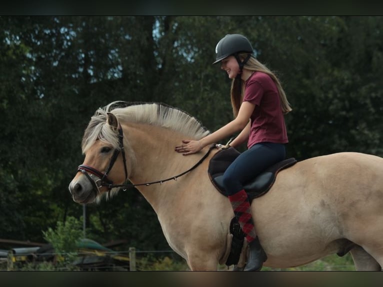 Caballo del fiordo noruego (Fjord) Caballo castrado 8 años 144 cm Dunalino (Cervuno x Palomino) in Nijverdal