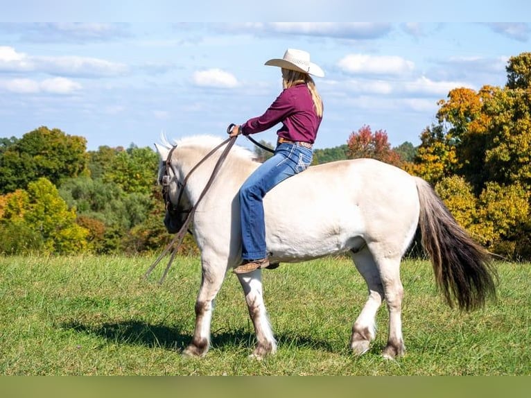 Caballo del fiordo noruego (Fjord) Caballo castrado 9 años 142 cm Buckskin/Bayo in Ghent, KY