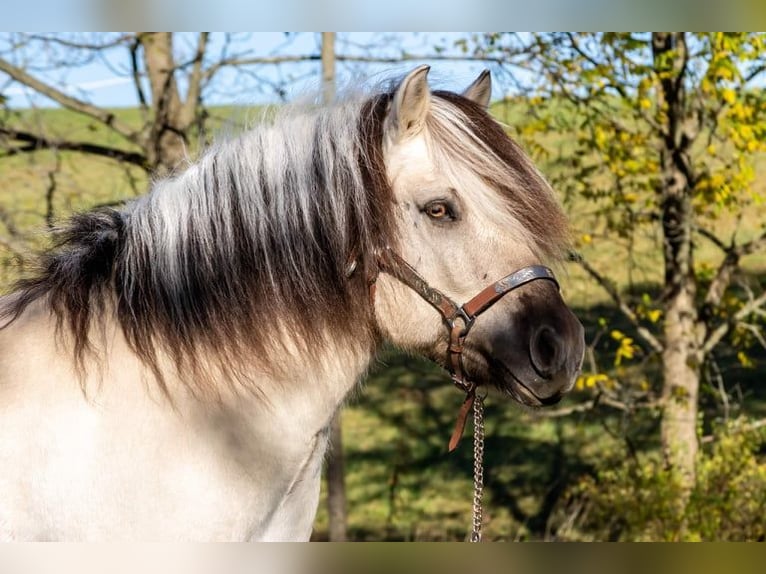 Caballo del fiordo noruego (Fjord) Caballo castrado 9 años 142 cm Buckskin/Bayo in Ghent, KY