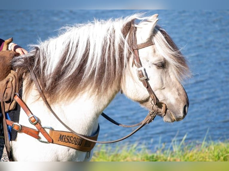 Caballo del fiordo noruego (Fjord) Caballo castrado 9 años 142 cm Buckskin/Bayo in Ghent, KY