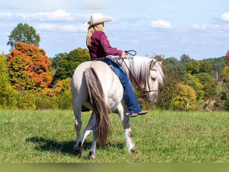 Caballo del fiordo noruego (Fjord) Caballo castrado 9 años 142 cm Buckskin/Bayo in Ghent, KY