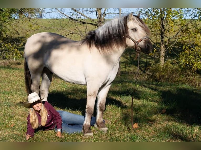 Caballo del fiordo noruego (Fjord) Caballo castrado 9 años 142 cm Buckskin/Bayo in Ghent, KY