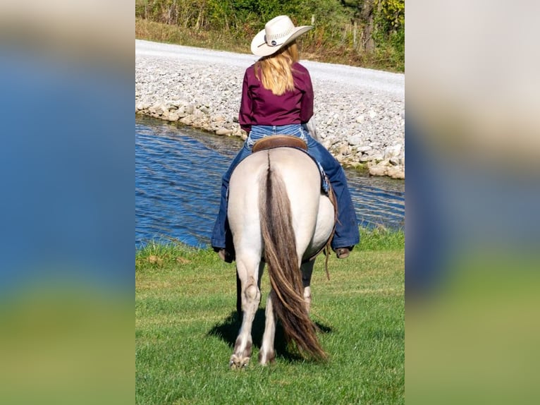 Caballo del fiordo noruego (Fjord) Caballo castrado 9 años 142 cm Buckskin/Bayo in Ghent, KY