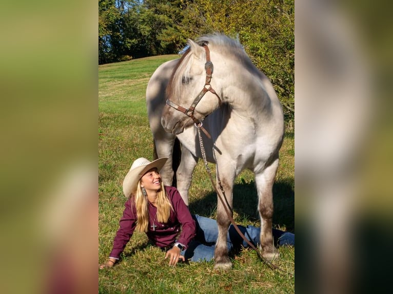 Caballo del fiordo noruego (Fjord) Caballo castrado 9 años 142 cm Buckskin/Bayo in Ghent, KY