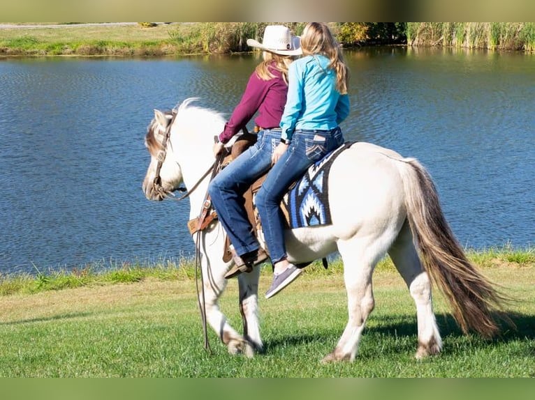 Caballo del fiordo noruego (Fjord) Caballo castrado 9 años 142 cm Buckskin/Bayo in Ghent, KY